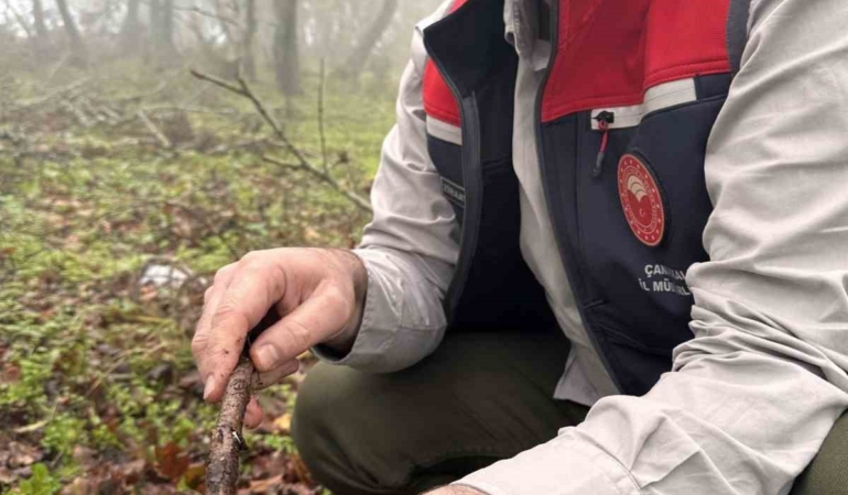 Çanakkale’de hububat zararlısı süneye geçit yok