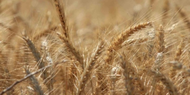 Küresel tahıl üretiminde tüm zamanların zirvesi geliyor