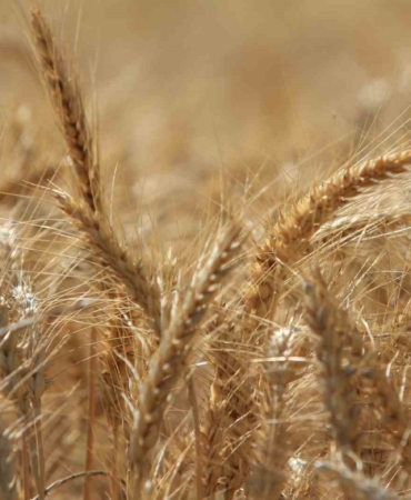 Küresel tahıl üretiminde tüm zamanların zirvesi geliyor