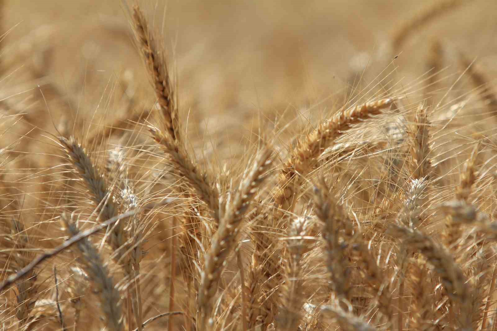 Küresel tahıl üretiminde tüm zamanların zirvesi geliyor