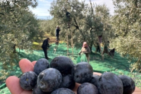 İsviçre sofralarını süsleyen zeytinde bu yıl kalite yüksek