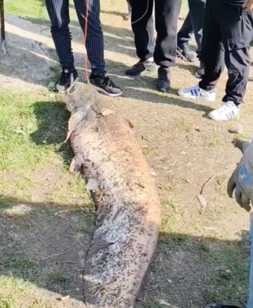 Oltaya takılan 50 kiloluk dev balık şaşırttı