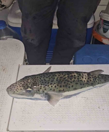 Gemlik Körfezi’nde benekli balon balığı şoku