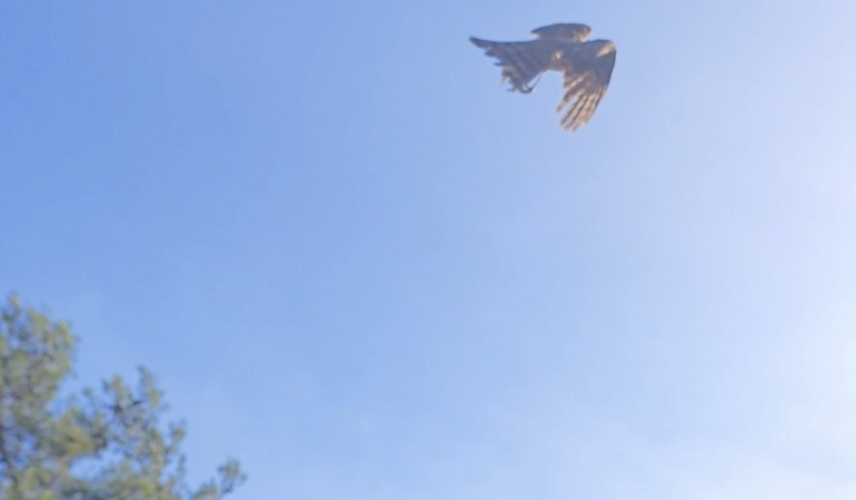 Yaralı atamaca tedavisi ardından yeniden doğal ortamında