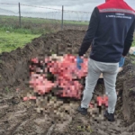 Tekirdağ’da 1 ton menşei belirsiz hayvansal ürün imha edildi