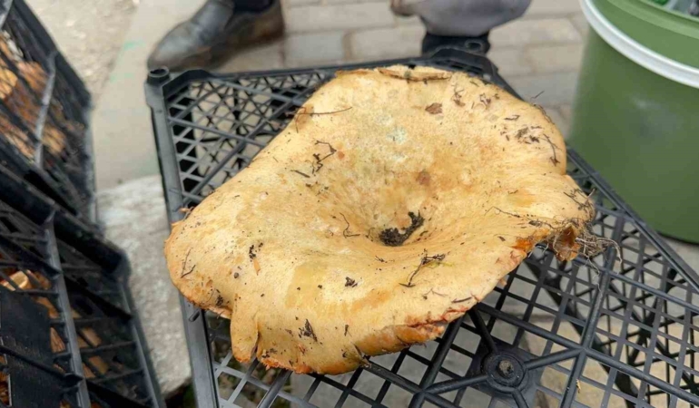 Yağmur yağdı, fiyatı 300 liradan 100 liraya düştü