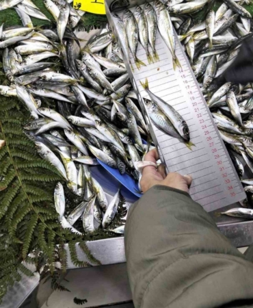 Küçük boy balık satışı yapan iş yerine ceza