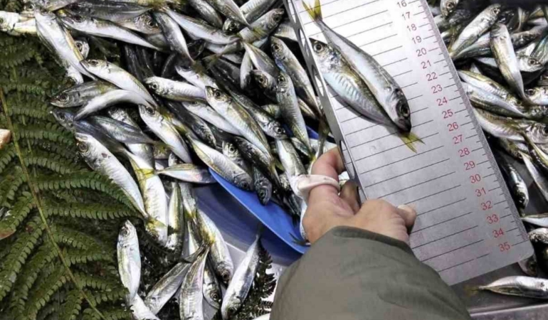 Küçük boy balık satışı yapan iş yerine ceza