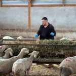 Şap mağduru üreticiler destek bekliyor