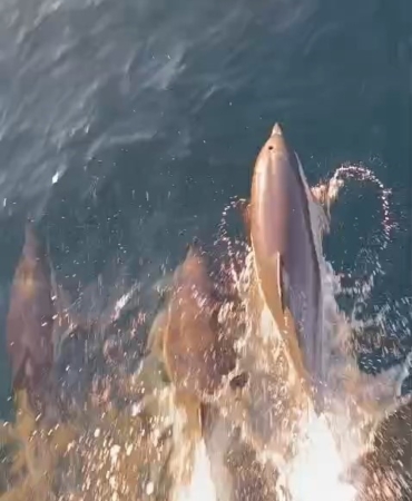 Yunuslar tekneyle yarıştı: Kıyıköy açıklarında kartpostallık anlar