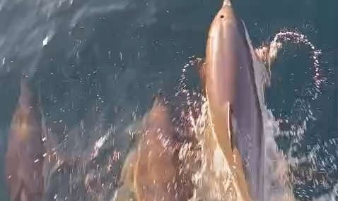 Yunuslar tekneyle yarıştı: Kıyıköy açıklarında kartpostallık anlar