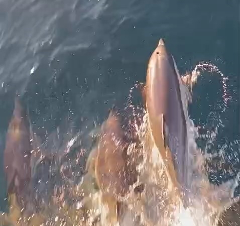 Yunuslar tekneyle yarıştı: Kıyıköy açıklarında kartpostallık anlar