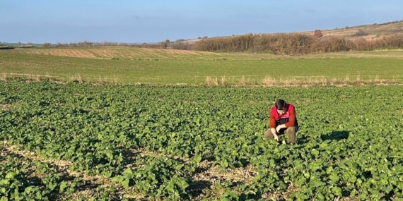 Kırklareli’nde kanola gelişimi inceleniyor