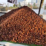 Kestane sezonu açıldı: Kilosu 175 lira