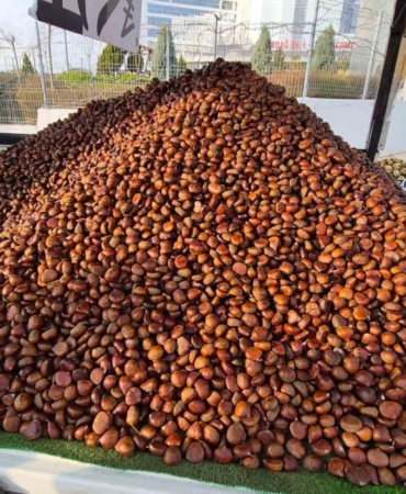 Kestane sezonu açıldı: Kilosu 175 lira