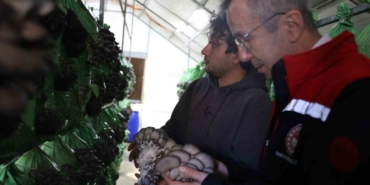 Bilecik’te yüzde 100 hibeli istiridye mantar üretimi başladı