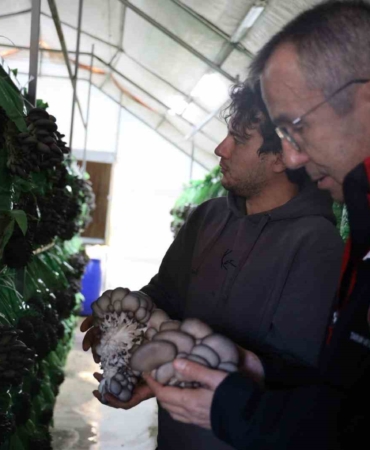 Bilecik’te yüzde 100 hibeli istiridye mantar üretimi başladı