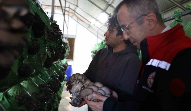 Bilecik’te yüzde 100 hibeli istiridye mantar üretimi başladı