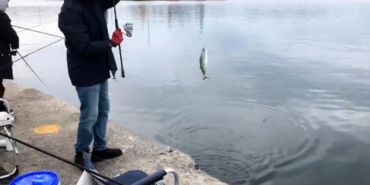 İskelede palamut bereketi