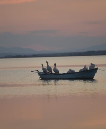 Karacabey’de çeltik ekimi yasaklandı