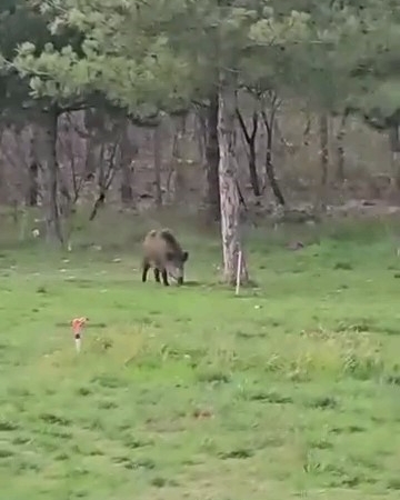 Yaban domuzu da üniversiteli oldu