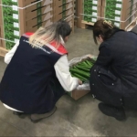 Çorlu’dan Hollanda’ya salatalık ihracatı