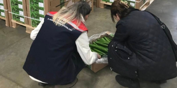 Çorlu’dan Hollanda’ya salatalık ihracatı