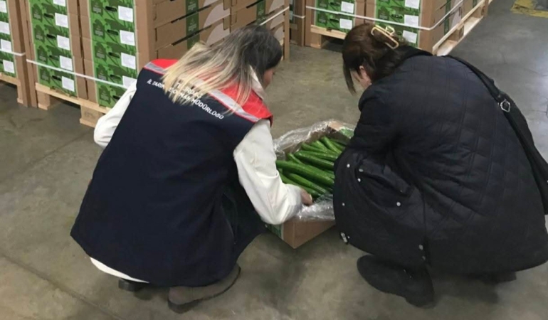 Çorlu’dan Hollanda’ya salatalık ihracatı