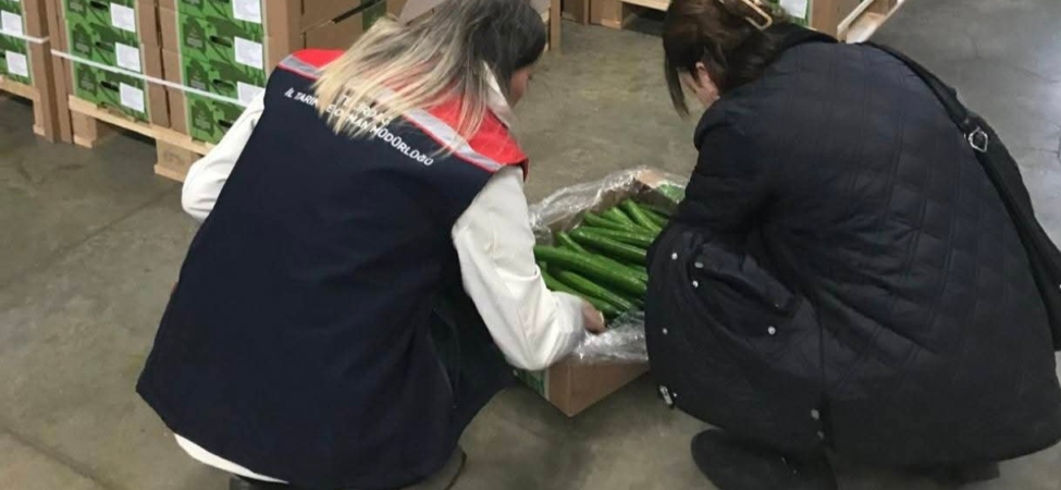 Çorlu’dan Hollanda’ya salatalık ihracatı