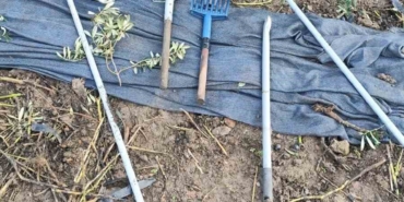 Zeytinleri dalından çaldılar