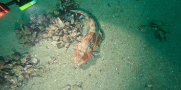 Marmara Denizi’nin ekolojik yapısı mercek altında