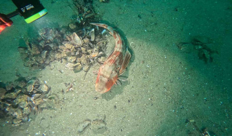 Marmara Denizi’nin ekolojik yapısı mercek altında