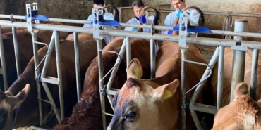 Kırklareli’nde büyükbaş hayvan işletmelerinde hastalıktan ari kontrolleri