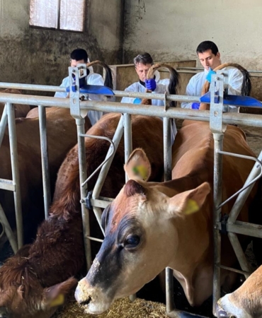 Kırklareli’nde büyükbaş hayvan işletmelerinde hastalıktan ari kontrolleri