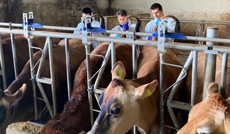 Kırklareli’nde büyükbaş hayvan işletmelerinde hastalıktan ari kontrolleri