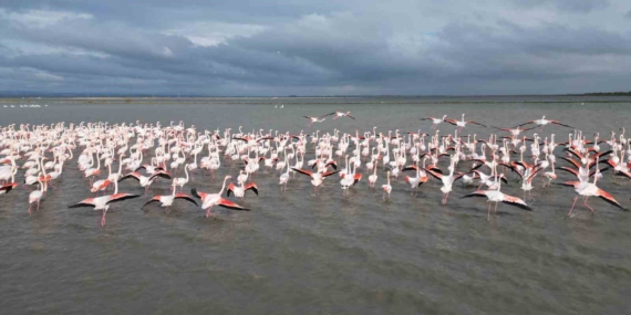 Enez Gala Gölü flamingolara ev sahipliği yapıyor
