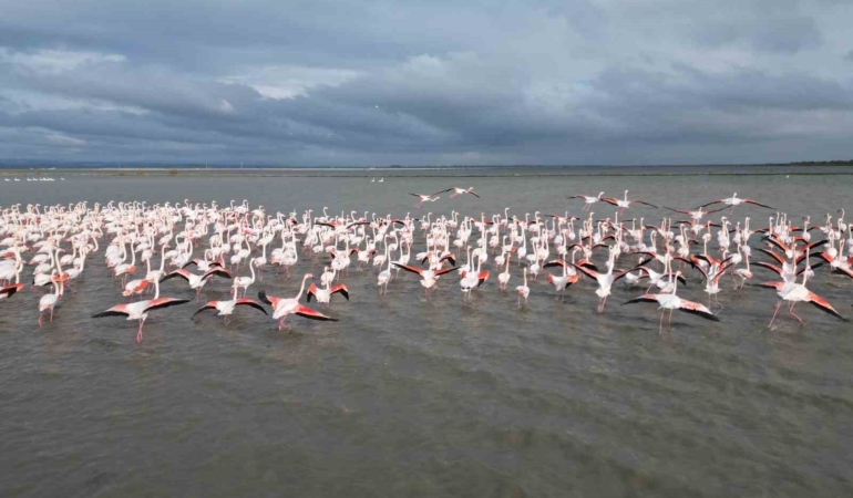Enez Gala Gölü flamingolara ev sahipliği yapıyor