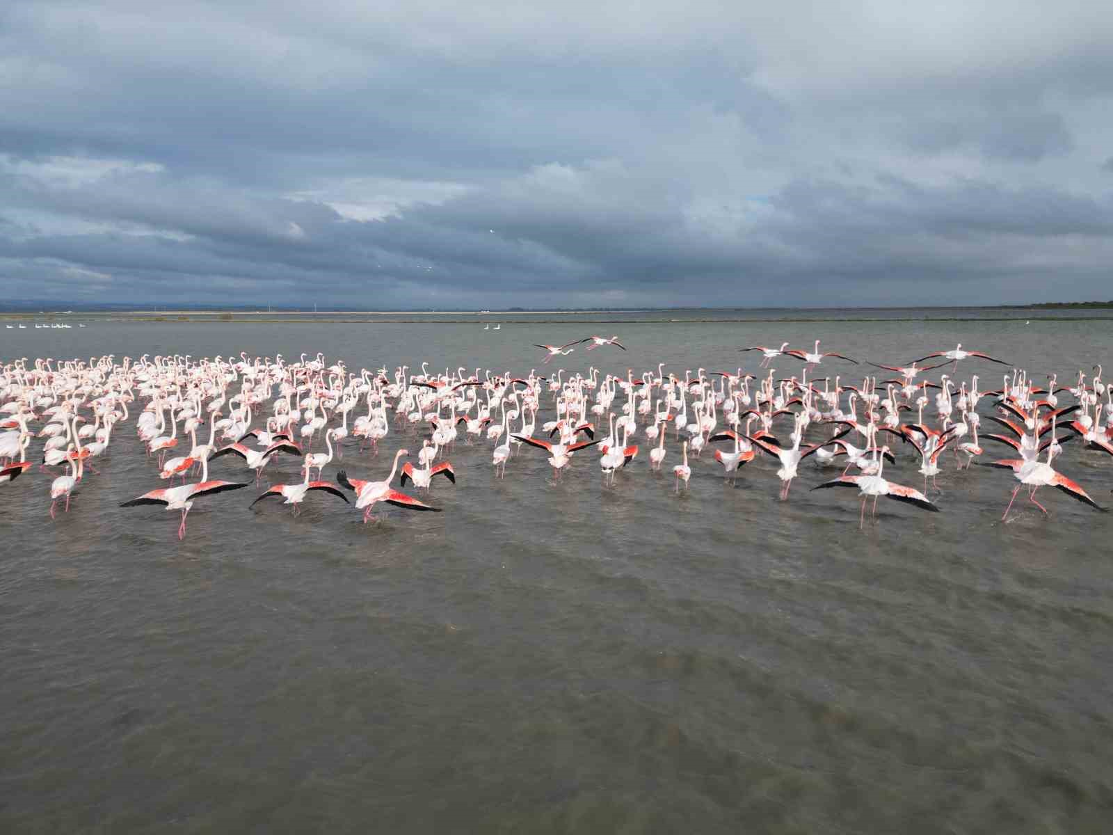 Enez Gala Gölü flamingolara ev sahipliği yapıyor