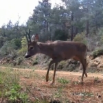 Ganos Dağları’nda fotokapan iki karacayı görüntüledi