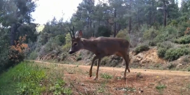 Ganos Dağları’nda fotokapan iki karacayı görüntüledi