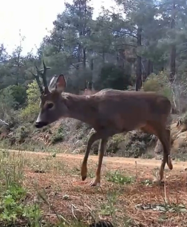 Ganos Dağları’nda fotokapan iki karacayı görüntüledi