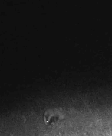 Tekirdağ’da porsuk ve kaya sansarı görüntülendi