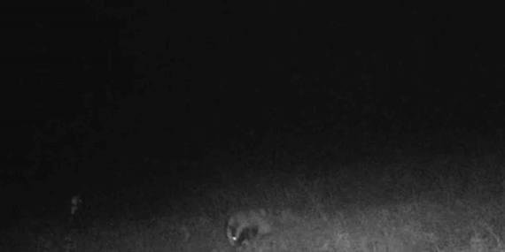 Tekirdağ’da porsuk ve kaya sansarı görüntülendi