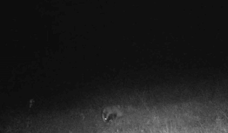 Tekirdağ’da porsuk ve kaya sansarı görüntülendi