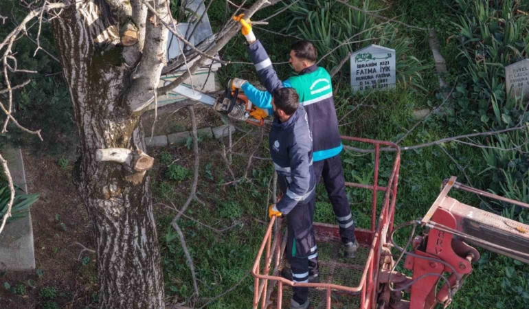 Başiskele’de budanan ağaç dalları ihtiyaç sahiplerine yakacak oluyor