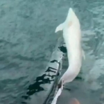 Tekirdağ açıklarında tekneye yunus eşliği