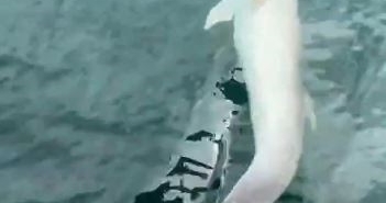 Tekirdağ açıklarında tekneye yunus eşliği