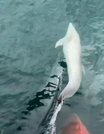 Tekirdağ açıklarında tekneye yunus eşliği