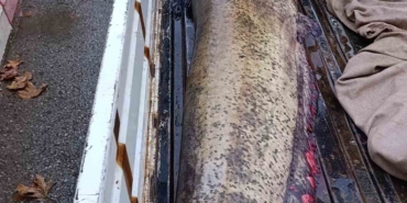 Yakalanan 65 kiloluk dev balık, görenleri şaşkına çevirdi