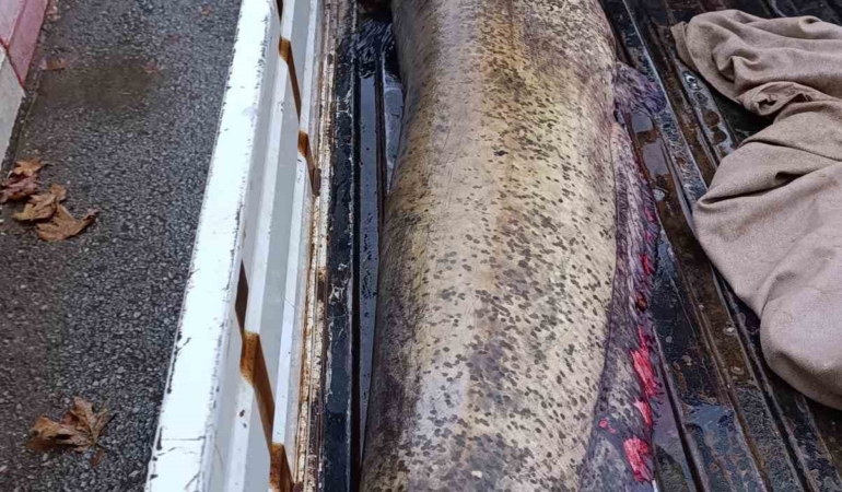 Yakalanan 65 kiloluk dev balık, görenleri şaşkına çevirdi